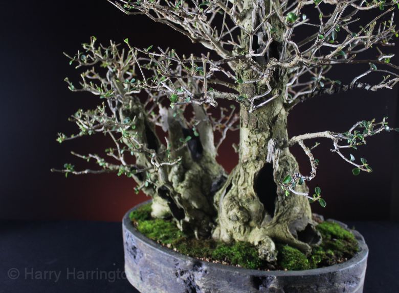 Privet bonsai clump
